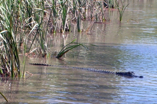 Mississippi-Alligator - Alligator mississippiensis in Florida