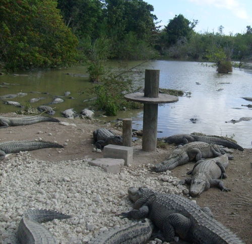 Mississippi-Alligator - Alligator mississippiensis