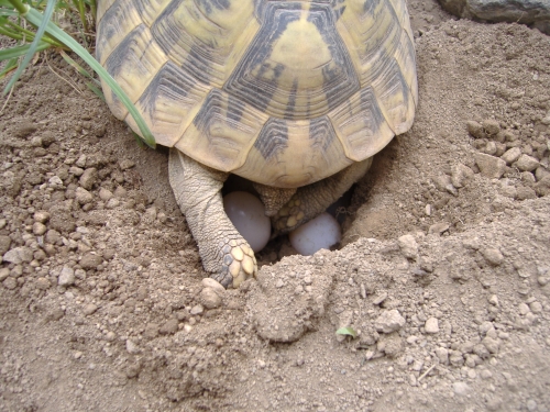 Griechische Landschildkröte - Testudo hermanni boettgerie bei der Eiablage