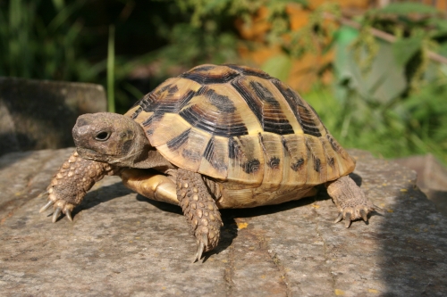 6 jährige Griechische Landschildkröte - Testudo hermanni boettgerie