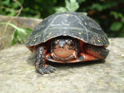 halbwüchsiges Weibchen der Tropfenschildkröte - Clemmys guttata