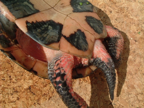 männliche Tropfenschildkröte Clemmys guttata
