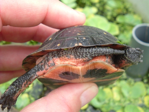 weibliche Tropfenschildkröte Clemmys guttata