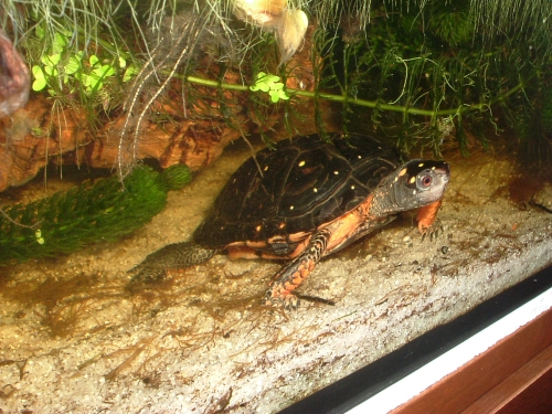 Terrarium zur Haltung der Tropfenschildkröte - Clemmys guttata