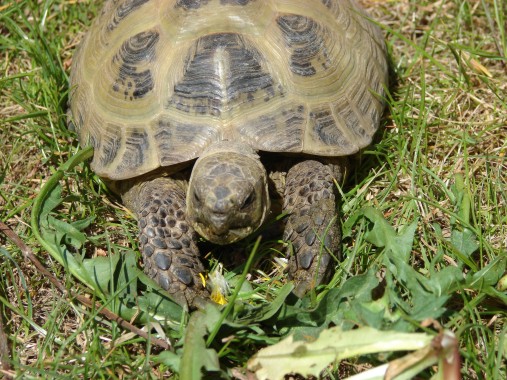 männliche Steppenschildkröte - Testudo horsfieldii