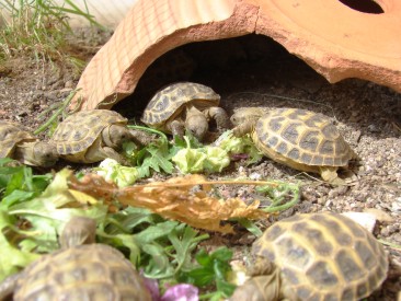 Nachzuchten 2008 der Steppenschildkröte - Testudo horsfieldii