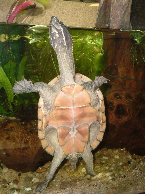 Gewöhnliche Moschusschildkröte - Sternotherus odoratus im Aquaterrarium