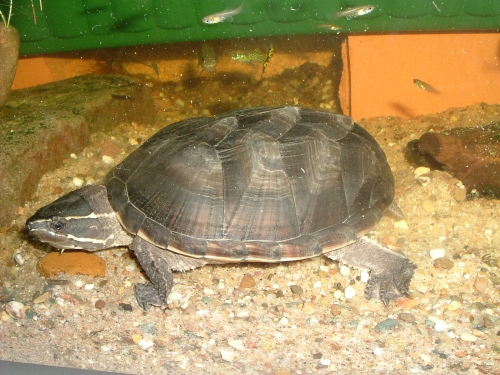 Gewöhnliche Moschusschildkröte - Sternotherus odoratus