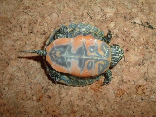 Nördliche Rotbauch-Schmuckschildkröte - Pseudemys rubriventris