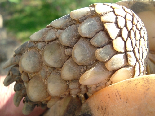 Breitrandschildkröte - Testudo marginata