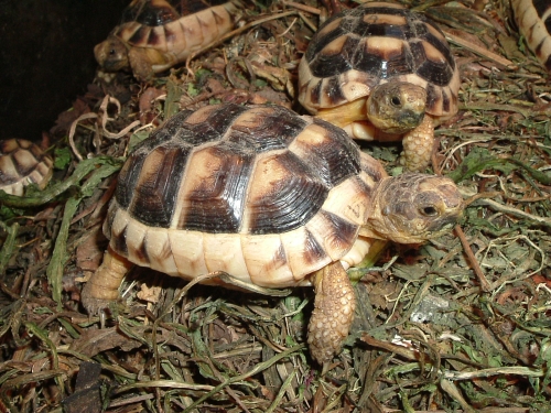 Jungtier der Breitrandschildkröte - Testudo marginata